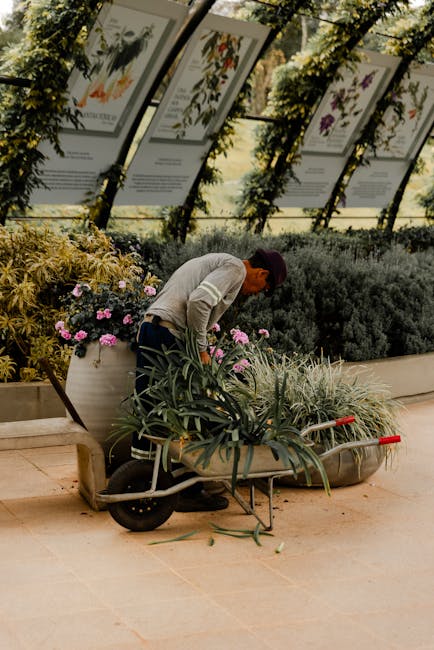 A person wearing a grey sweater, dark trousers, and a maroon hat is using a wheelbarrow filled with tall, green leafy plants inside a greenhouse or garden center. The surrounding environment features 